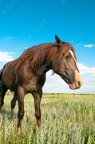 portrait of a wild horse