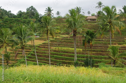 Jatiluwih rice fields on the Bali island in Indonesia  South East Asia