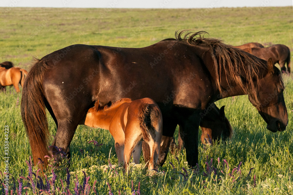 A herd of wild horses shown on Water island in atmospheric Rostov state reserve A herd of wild horses shown on Water island in atmospheric Rostov state reserve