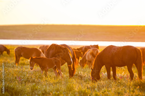 Wild horses grazing on summer meadow at sunset photo