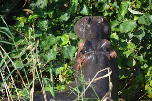 wild hippopotamus eating in the river