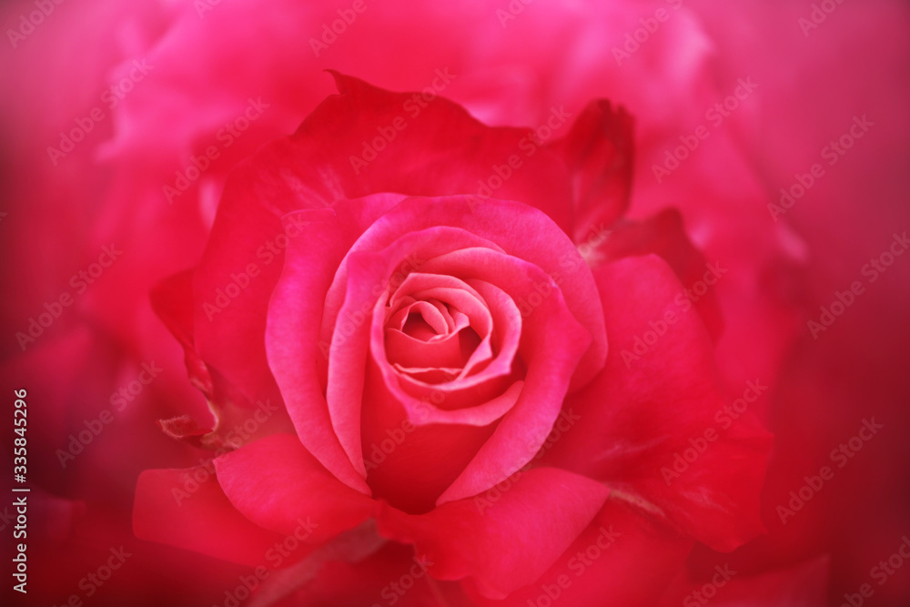 濃いピンク色のバラのクローズアップ プリンセスチチブ Stock 写真 Adobe Stock