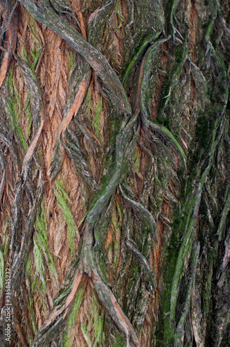 bark in moss, closeup © Юрий Бартенев