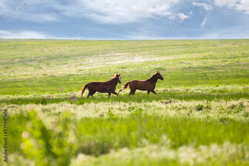 Herd of wild horses with a long mane running galloping over the steppe flowers on the island