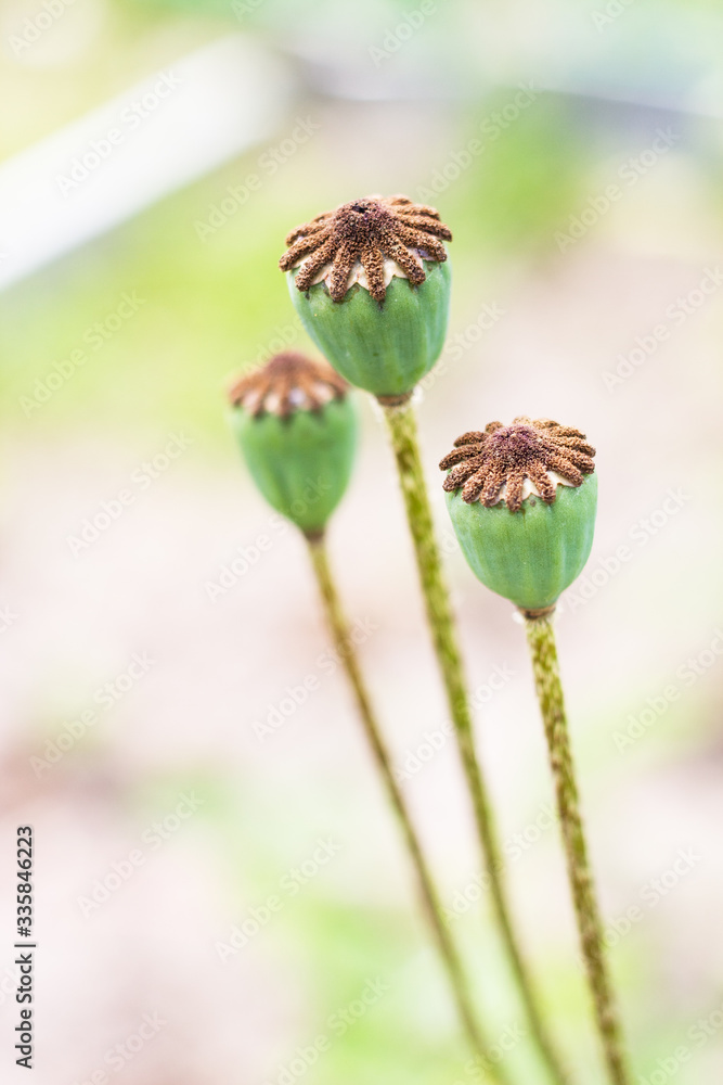 Three poppy (Papaver somniferum) with green heads Three poppy (Papaver somniferum) with green heads