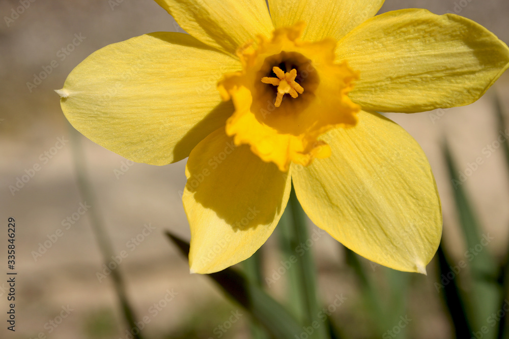 the yellow daffodils in the spring garden the yellow daffodils in the spring garden