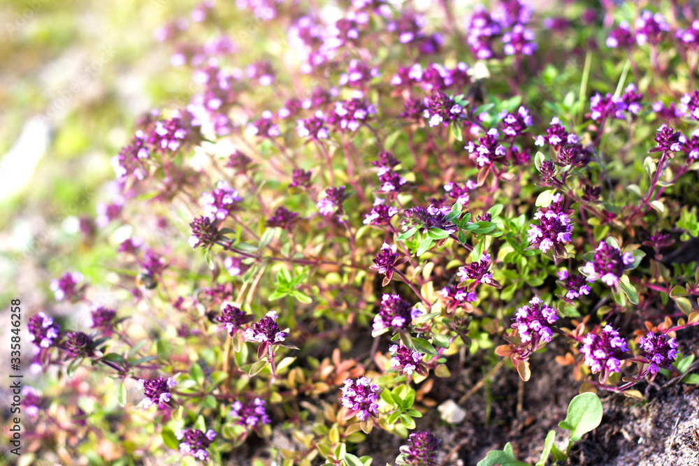 Fresh thyme herbs with violet flowers in garden in summer day Fresh thyme herbs with violet flowers in garden in summer day
