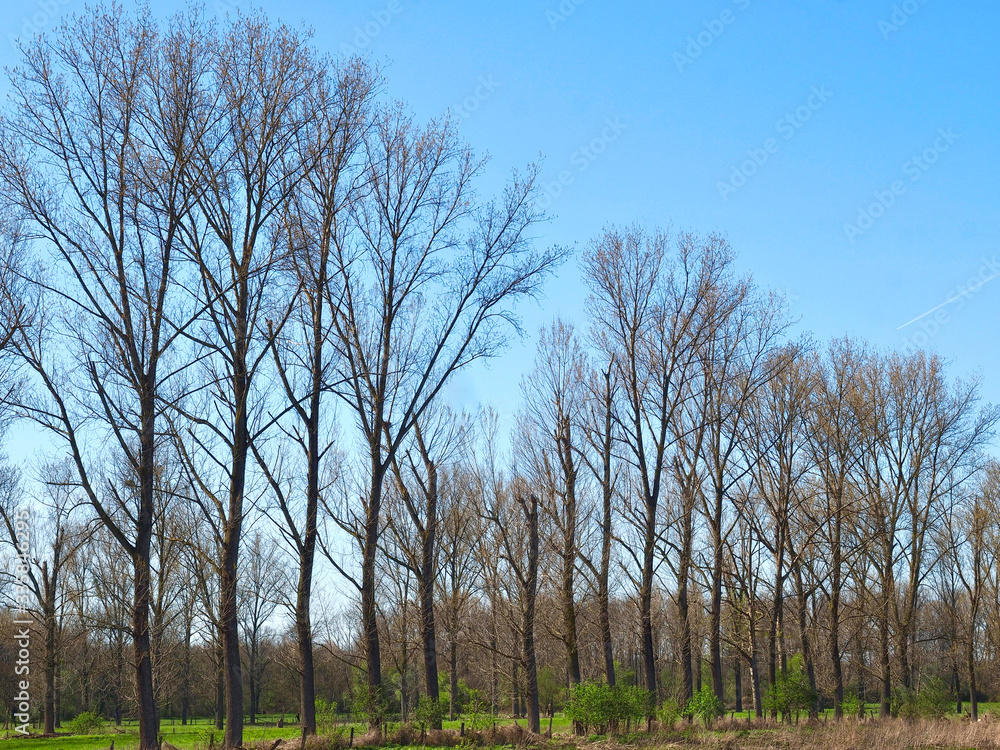 Beautiful trees of Grevenbroich Wevelinghoven in Germany with Erft river