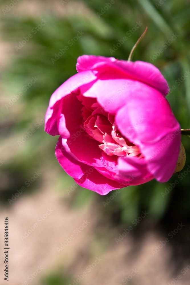 Pink flower peony flowering in sunny day Pink flower peony flowering in sunny day