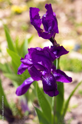 Iris planifolia flower. Purple Iris flower bloom