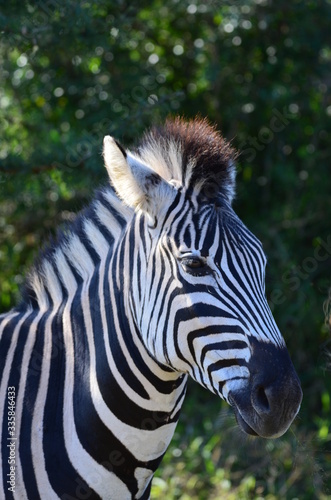 wild zebra close up