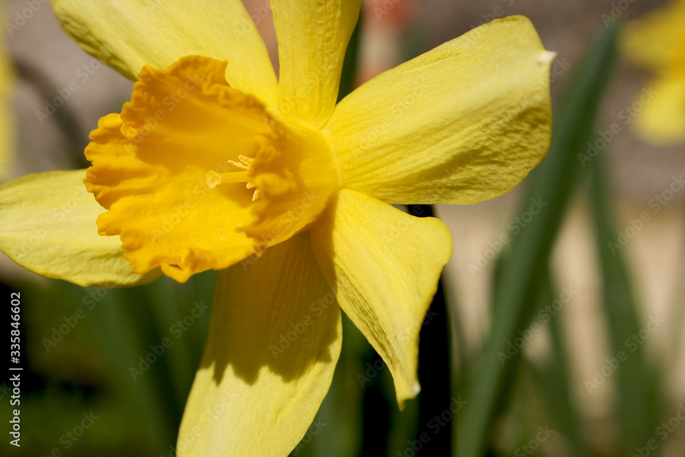 the yellow daffodils in the spring garden the yellow daffodils in the spring garden