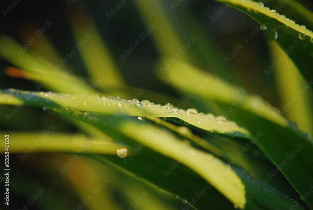 Obraz premium Liście po deszczu