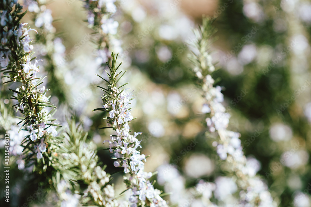 Close-up macro shot of fresh Rosemary branch Salvia rosmarinus flowers and branches bio organic culture in spring garden Close-up macro shot of fresh Rosemary branch Salvia rosmarinus flowers and branches bio organic culture in spring garden