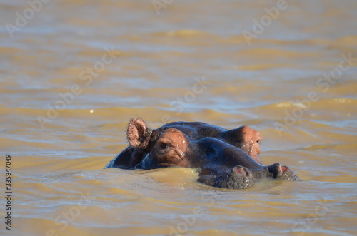 wild hippopotamus resting in the water