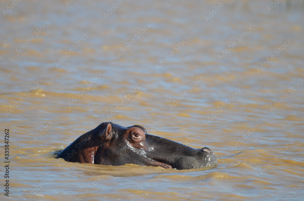 wild hippopotamus in water closeup wild hippopotamus in water closeup