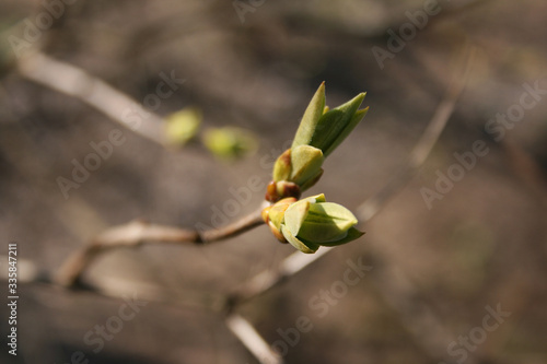 the green buds on the branches of tree in the spring garden