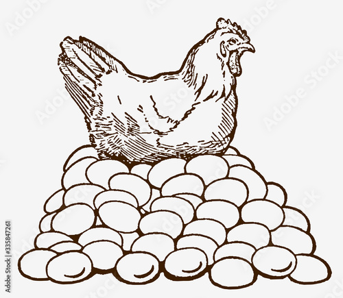 Layer hen sitting on top of huge pile of eggs. Illustration after antique engraving from early 20th century