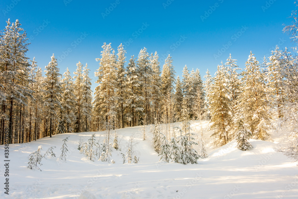 Frozen forest in the Lapland country in arctic Finland, Scandinavia Frozen forest in the Lapland country in arctic Finland, Scandinavia
