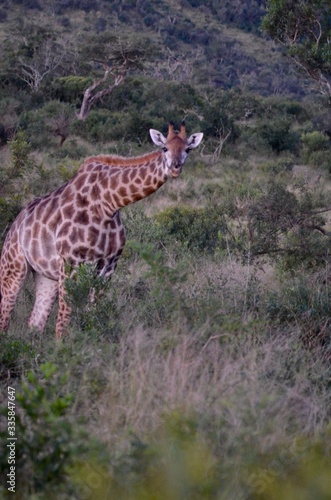 wild giraffe in the savannah