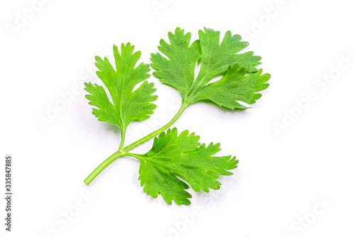 Green fresh coriander leaves close-up, Flat lay (Top view) Vegetable concert, Corianders leaves isolated on white background - Clipping Path. photo