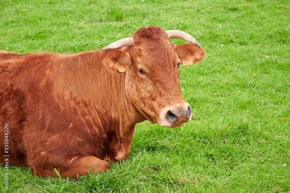 Cows resting in a meadow, Castro Urdiales, cantabria, Spain, Europe