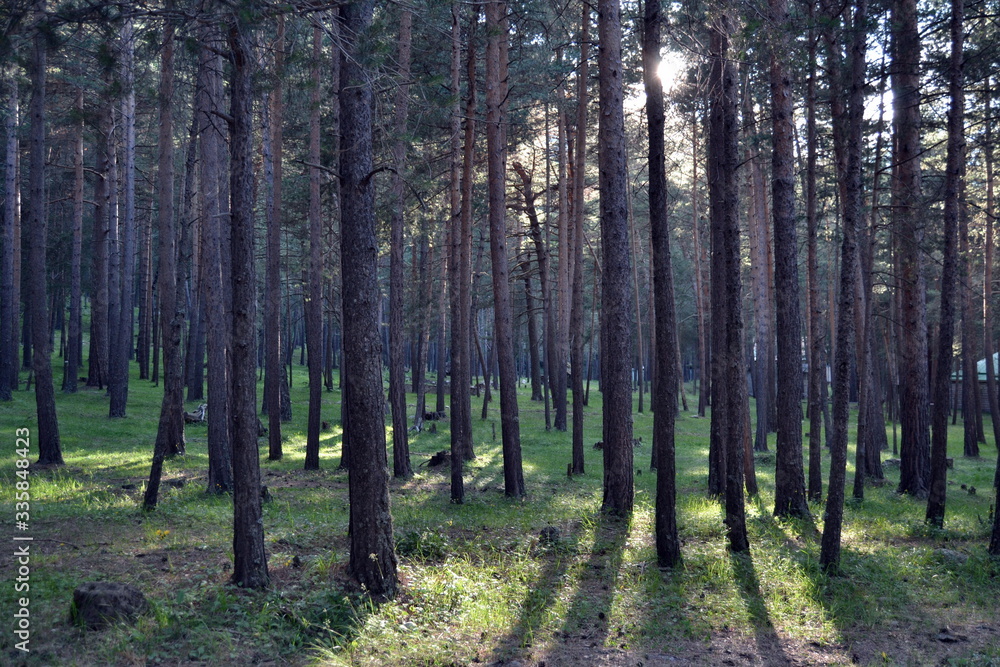 forest in autumn forest in autumn