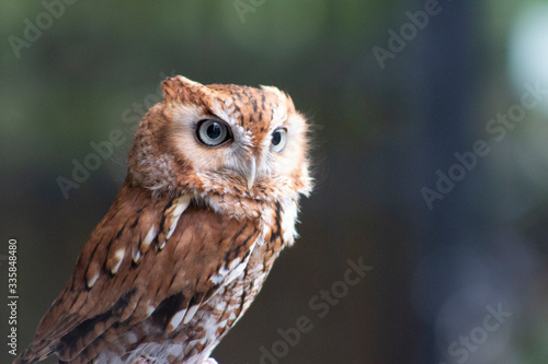 Tableau sur toile a little brown owl