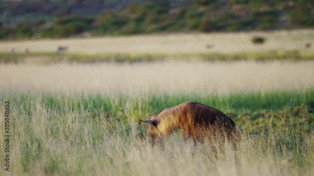 Telephoto shot of Brown Hyena tearing apart a carcass in Central Kalahri Desert. Telephoto shot of Brown Hyena tearing apart a carcass in Central Kalahri Desert.