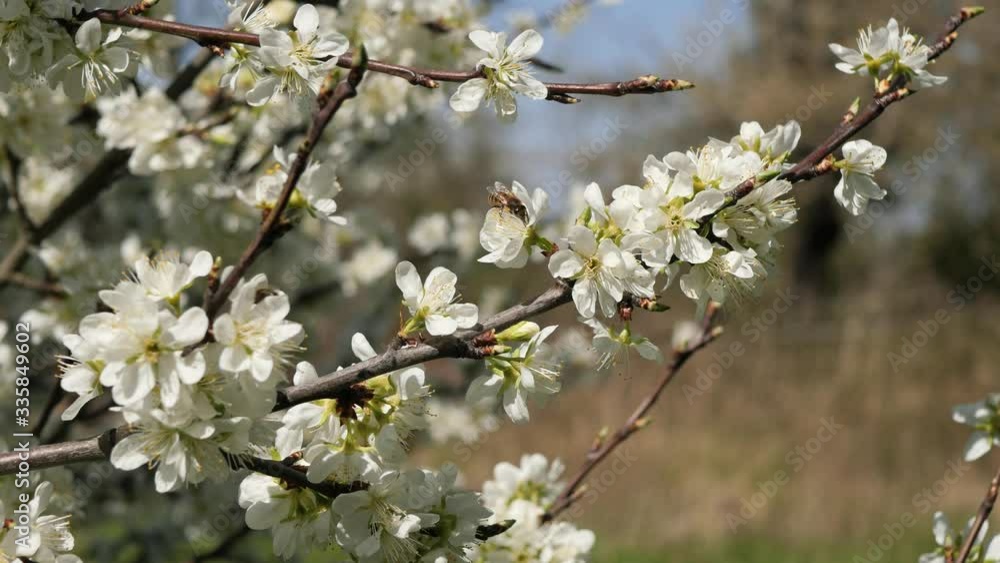 Honey Bees Collecting Pollen in a Bee Friendly Garden from Apple Tree Blossoms Honey Bees Collecting Pollen in a Bee Friendly Garden from Apple Tree Blossoms