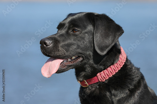 Junger schwarzer Labrador liegt in der Sonne am Fluss