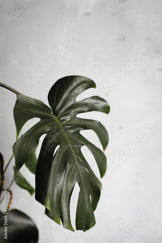 Dark green leaves of monstera or split-leaf philodendron, Monstera deliciosa, the tropical foliage plant growing in wild isolated on white background. selective focus © Andriy Medvediuk