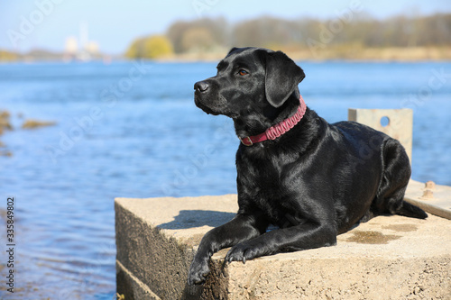 Junger schwarzer Labrador liegt in der Sonne am Fluss