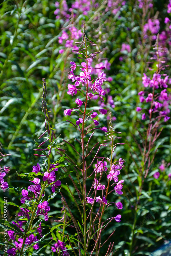 Obraz premium Pink Blossoms in Summer