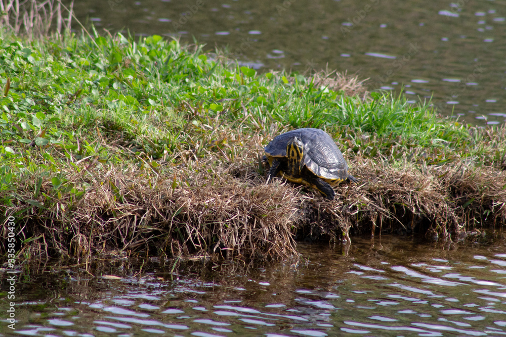 Obraz premium turtle exploring grass