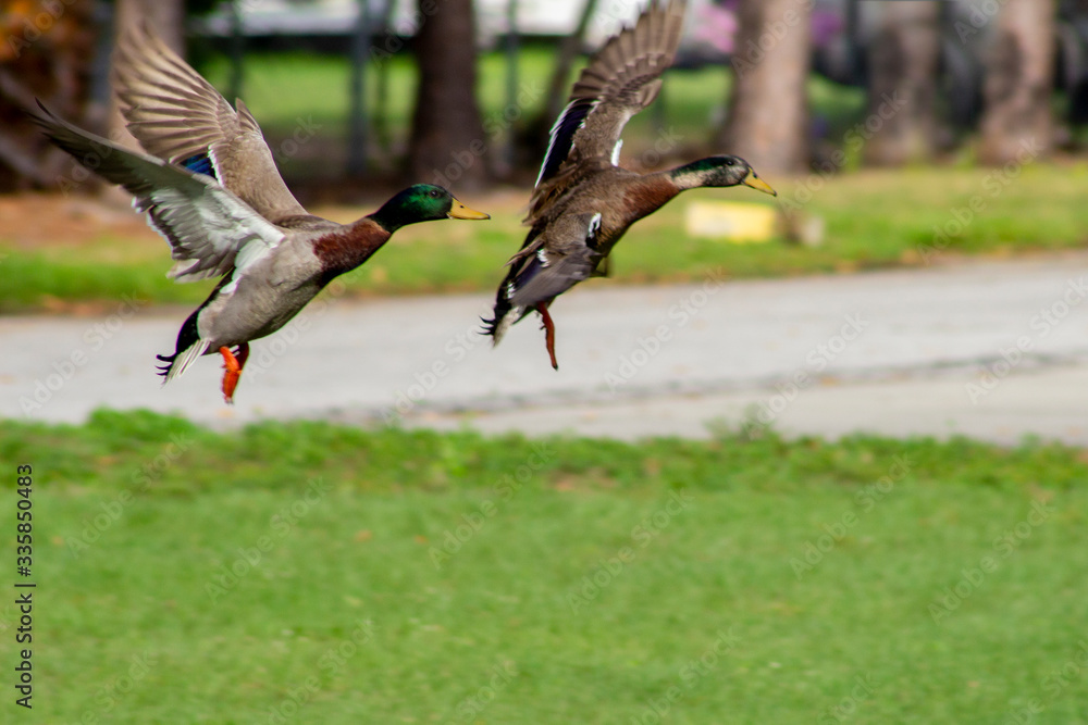 Obraz premium two green birds flying