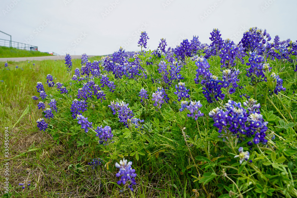 Obraz premium Patch of Texas bluebonnet wildflowers in bloom along the roadside
