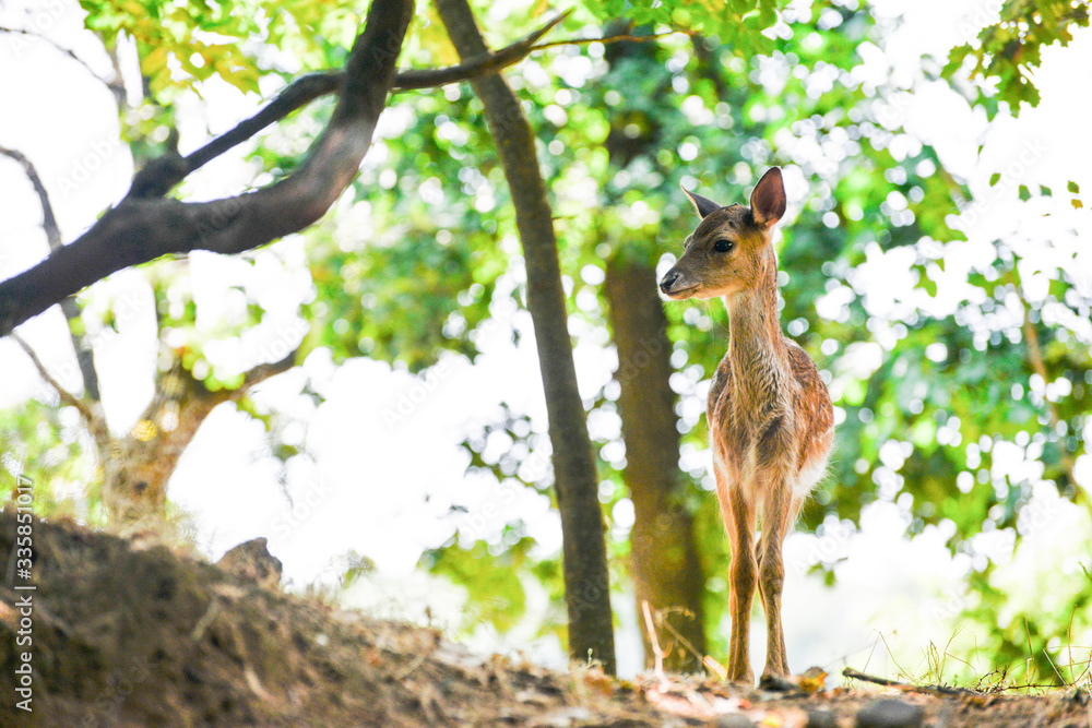 Portrait de petits chevreuils au milieu d'une foret en Europe durant l'été. Portrait de petits chevreuils au milieu d'une foret en Europe durant l'été.