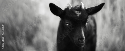 Black and white outdoors portrait of beautiful baby goat. Panoramic banner photo.