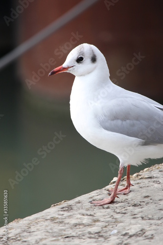 mouette sur les quais du rhone à lyon