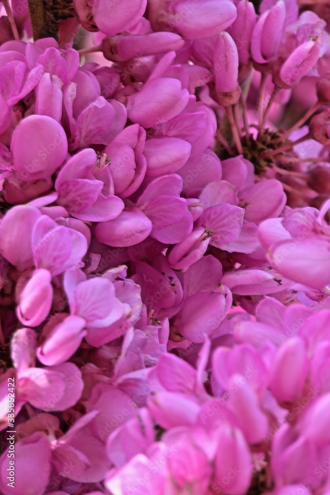 close-up of pink cercis flowers on branches
