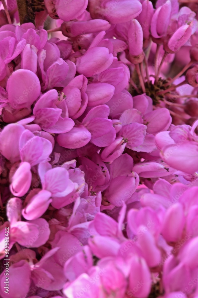 close-up of pink cercis flowers on branches close-up of pink cercis flowers on branches