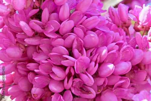 close-up of pink cercis flowers on branches