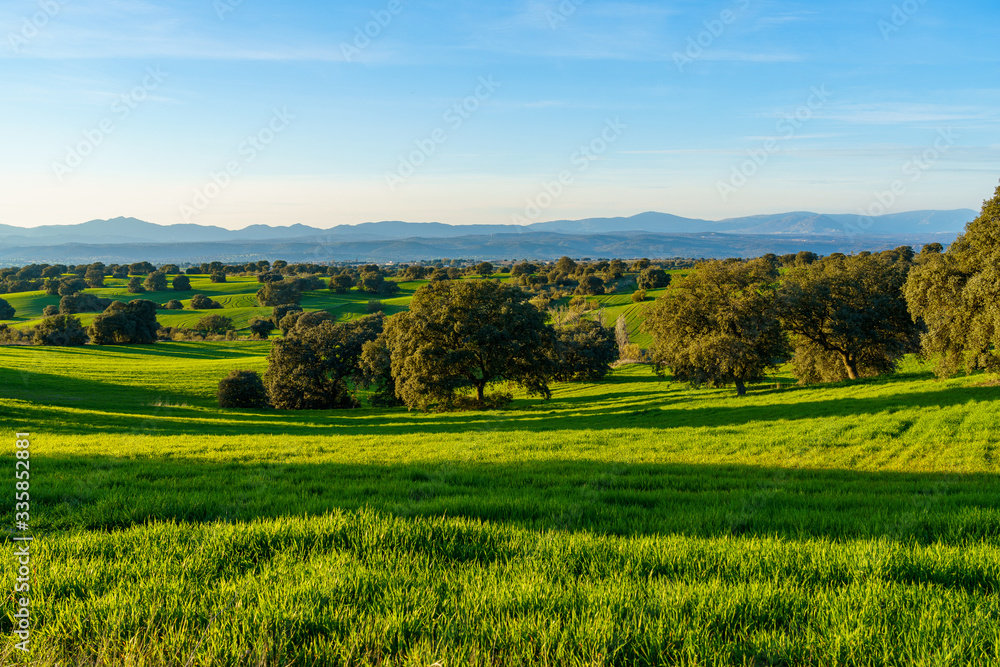 countryside landscape with green fields and hills with trees, shadows, bushes, green grass and mountains in background