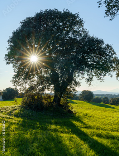 tree under the sun with star in a green meadow field green grass and mountains in background