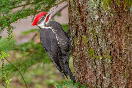 Pileated Woodpecker