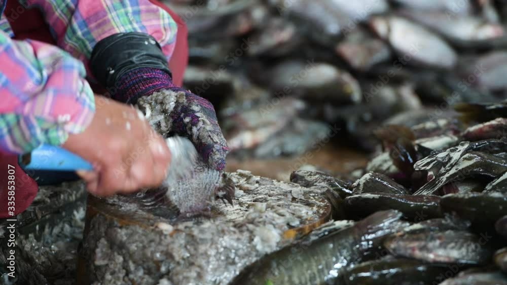 Hand of woman worker cleans carp from the scales Gourami fish on wooden board. Close-up hands. before dry fish in hot sun light. Gourami fish dry good cooking with fry or boil. Hand of woman worker cleans carp from the scales Gourami fish on wooden board. Close-up hands. before dry fish in hot sun light. Gourami fish dry good cooking with fry or boil.