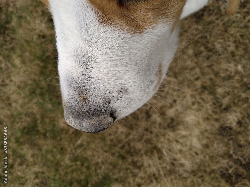 Fototapeta premium A close up of a white dog nose