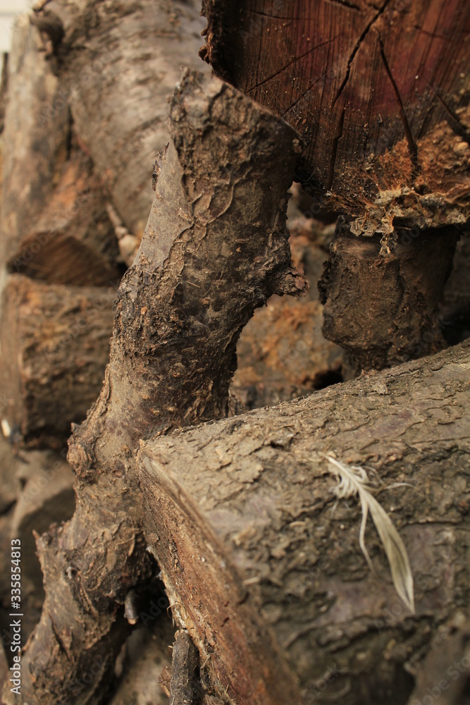 Obraz premium tree trunk with a tree , old tree trunk