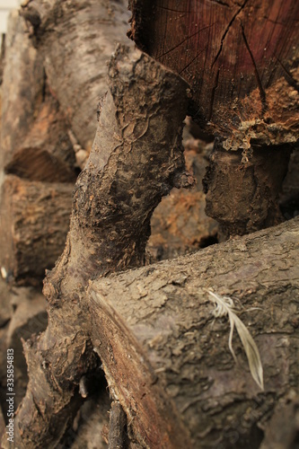 tree trunk with a tree , old tree trunk